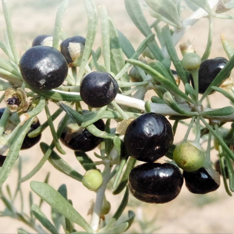 瑞恒堂青海柴达木黑枸杞青海正宗黑枸杞富含花青素