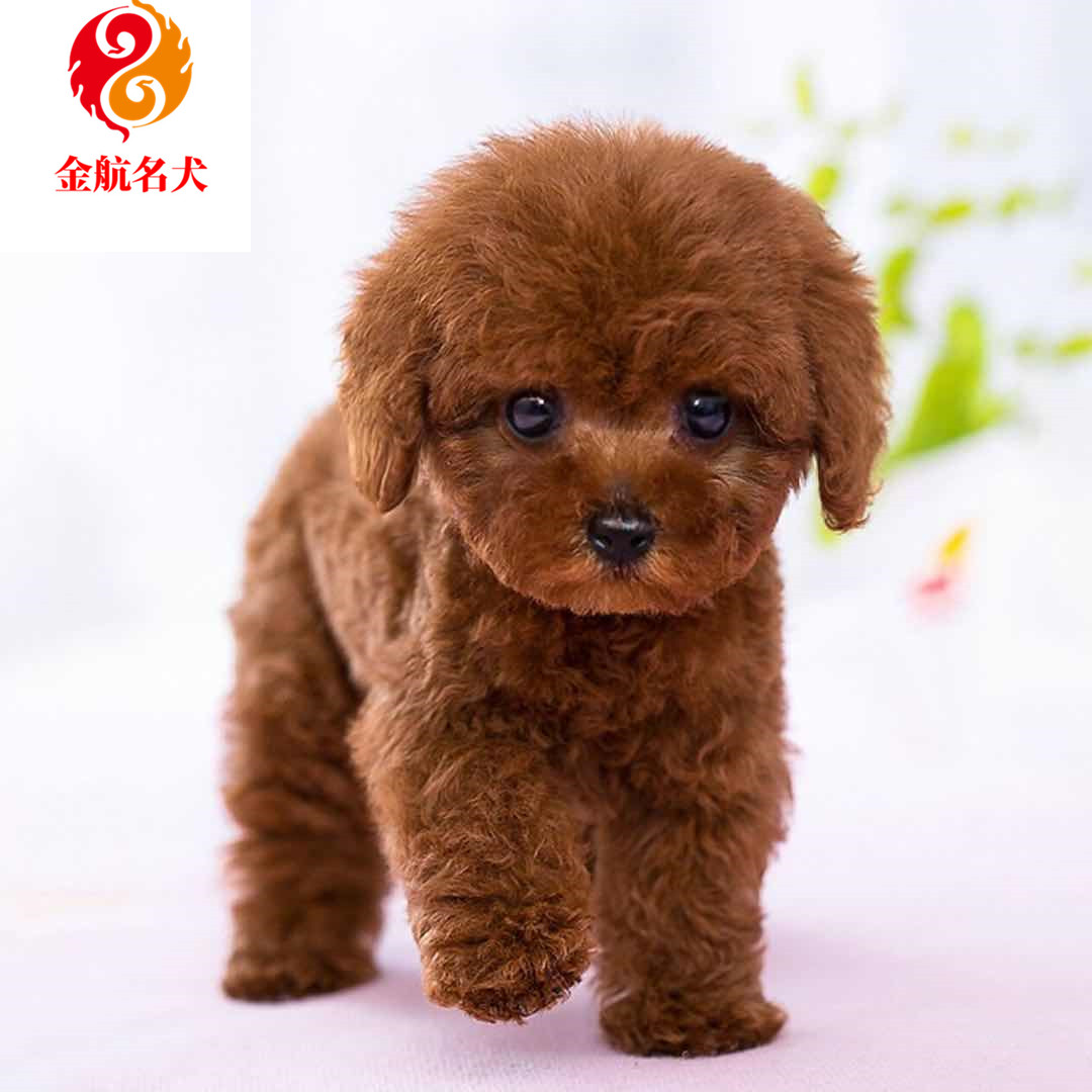 青岛想买宠物狗应该去哪哈希娱乐- 哈希游戏平台- 哈希游戏官方网站里？挑选的话一定要选实体门店！