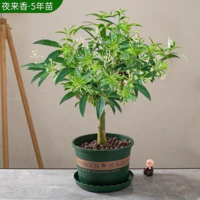 盆栽庭院驱蚊植物好养易活的花 原土 夜来香幼苗一颗不包活(太细了)