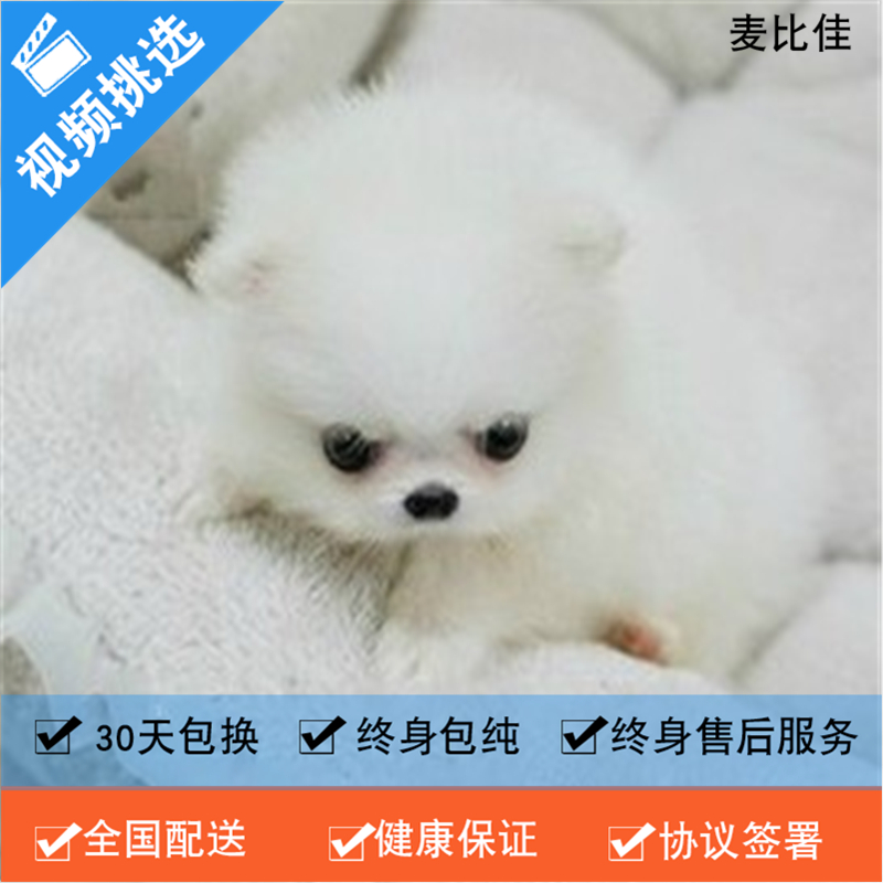 麦比佳 纯种哈多利系球体博美犬活体动物 茶杯博美犬 日系俊杰双血统长不大的茶杯狗白色博美犬 赛级博美犬活体狗狗纯种博美犬高清大图
