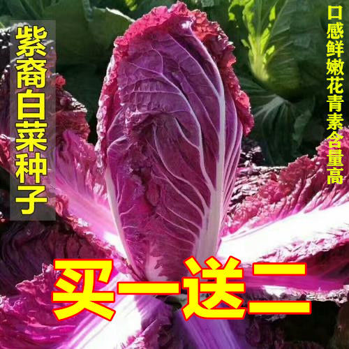 营养紫白菜种子里外紫色大白菜四季播种庭院田地农科院有机蔬菜籽
