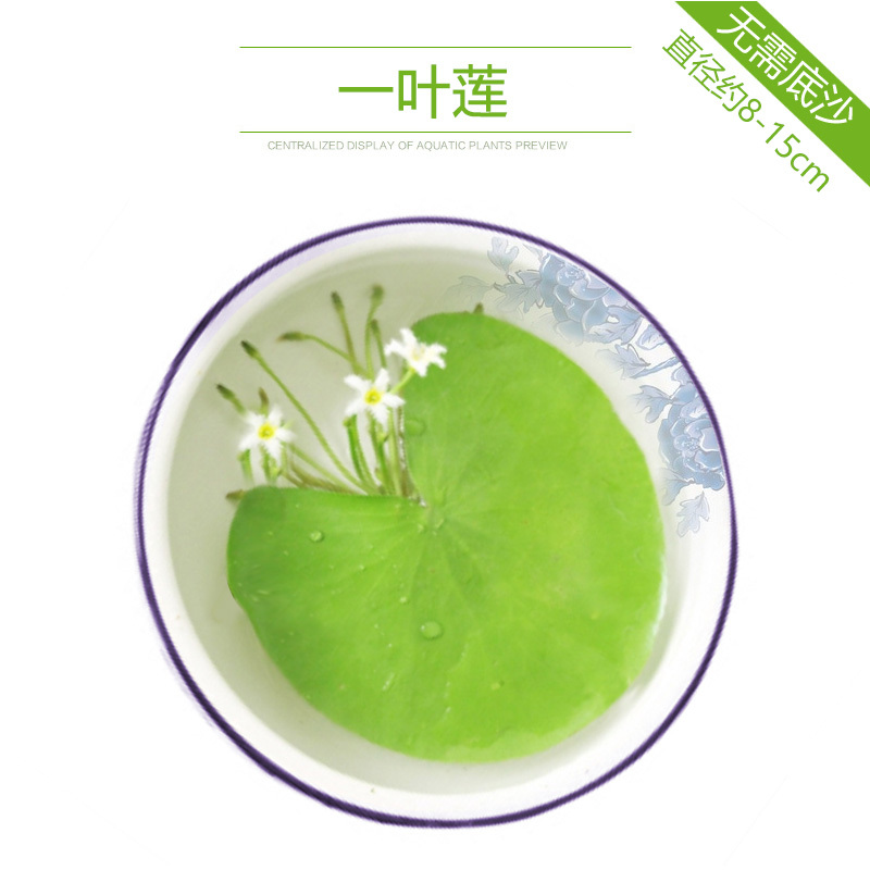 大九叶皇冠草真水草鱼缸装饰懒人水草淡水有茎类中后景性草