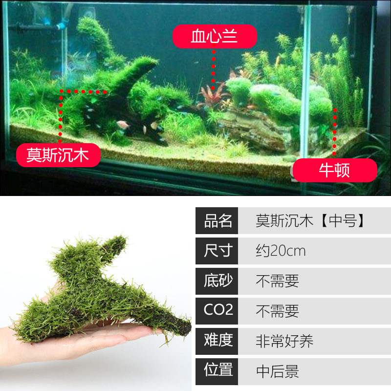 大九叶皇冠草真水草鱼缸装饰懒人水草淡水有茎类中后景性草