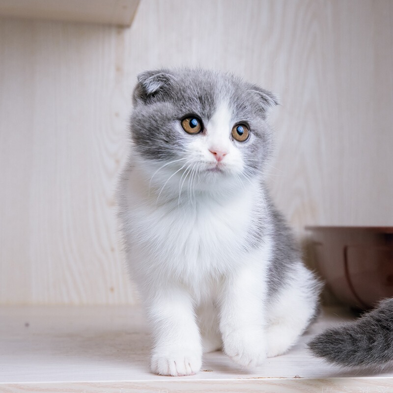 英国短毛猫 蓝白折耳猫 英短蓝白折耳幼猫猫咪 幼崽