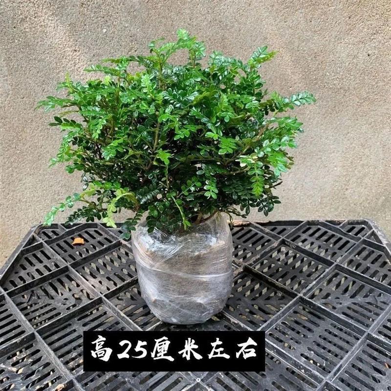 清香木4年苗一盆[原土]高25左右|正宗清香胡椒木盆栽防驱蚊草植物好养室内花卉绿植清香木花驱蚊虫