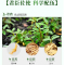 森山铁皮枫斗冲剂3g/包*6包铁皮石斛颗粒粉调节免疫保健品