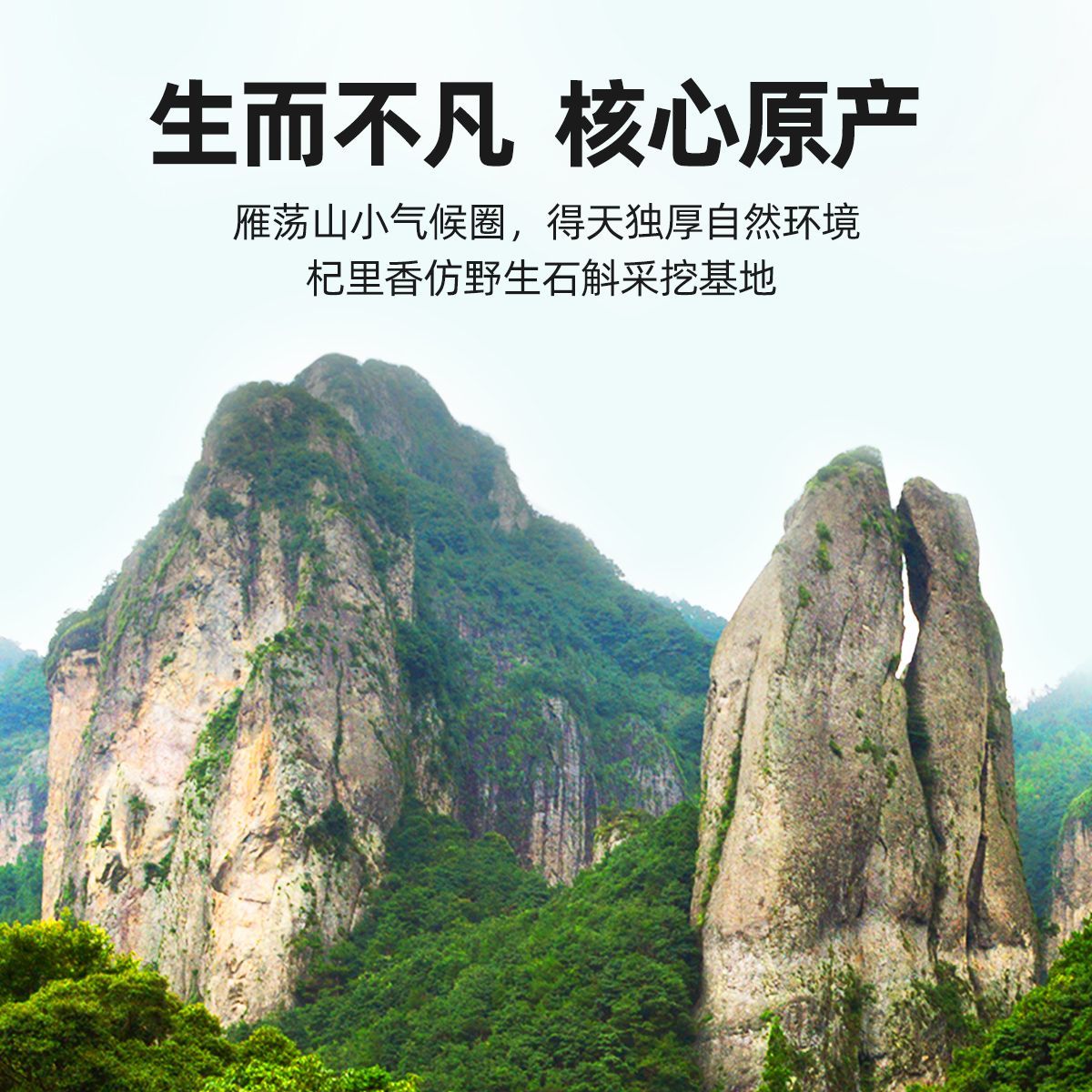 杞里香雁荡山铁皮石斛30g铁皮枫斗鲜条养干条生花茶粉非霍山高清大图