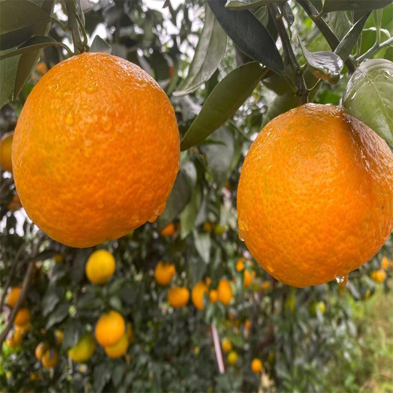 湖北三峡爱媛果冻橙新鲜当季富含维C孕妇水果可手剥新鲜水果3斤/5斤/9斤装/12枚礼盒装高清大图