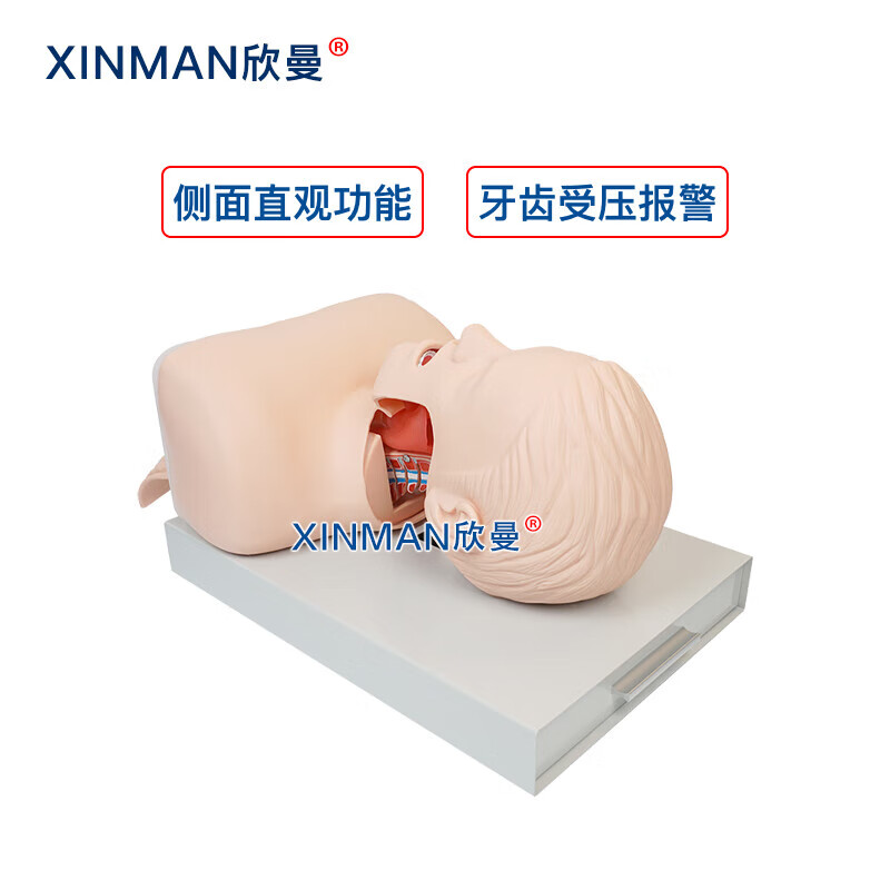 欣曼科教 高级成人气管插管操作训练模型 气道管理模拟人 急救气管插管模拟人XM-5800高清大图