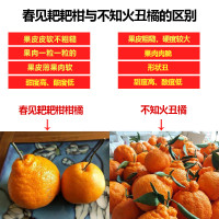 纯鲜嘉 四川春见耙耙柑 净重8.8-9斤大果精选 毛重9斤以上【套袋果款】新鲜水果橘子蜜桔子当季粑粑柑橘