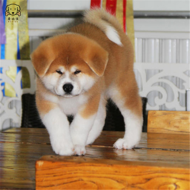 麦比佳秋田犬 纯种秋田犬幼犬中大型秋田犬狗狗活体血统级精品日系秋田日本赛级秋田家庭犬公母视频挑选包健康秋田柴犬高清大图