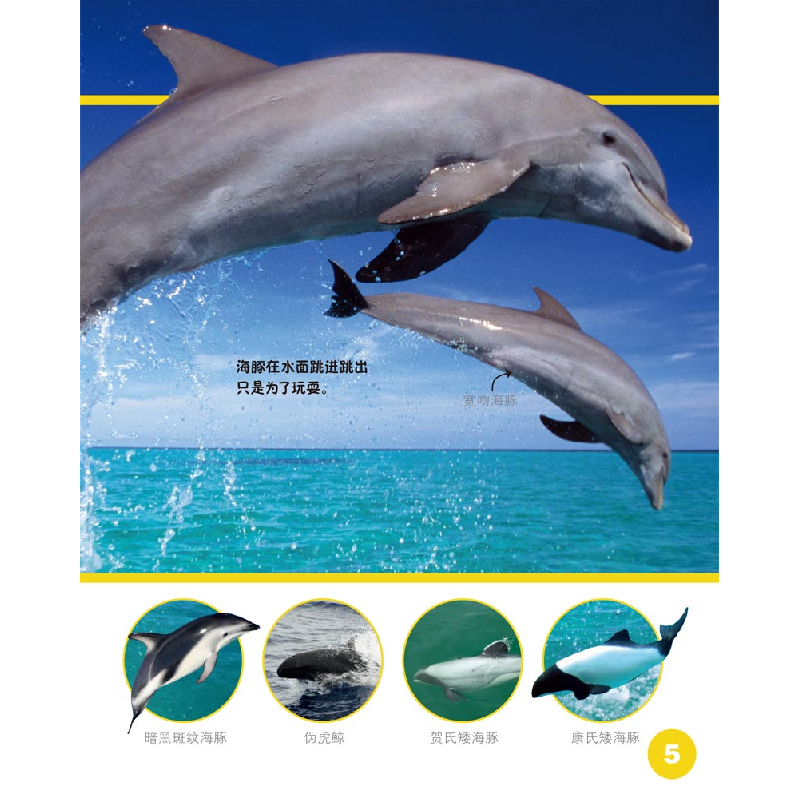 正版新书]海豚(4+)/发现更多佩内洛普·阿隆9787530766583高清大图