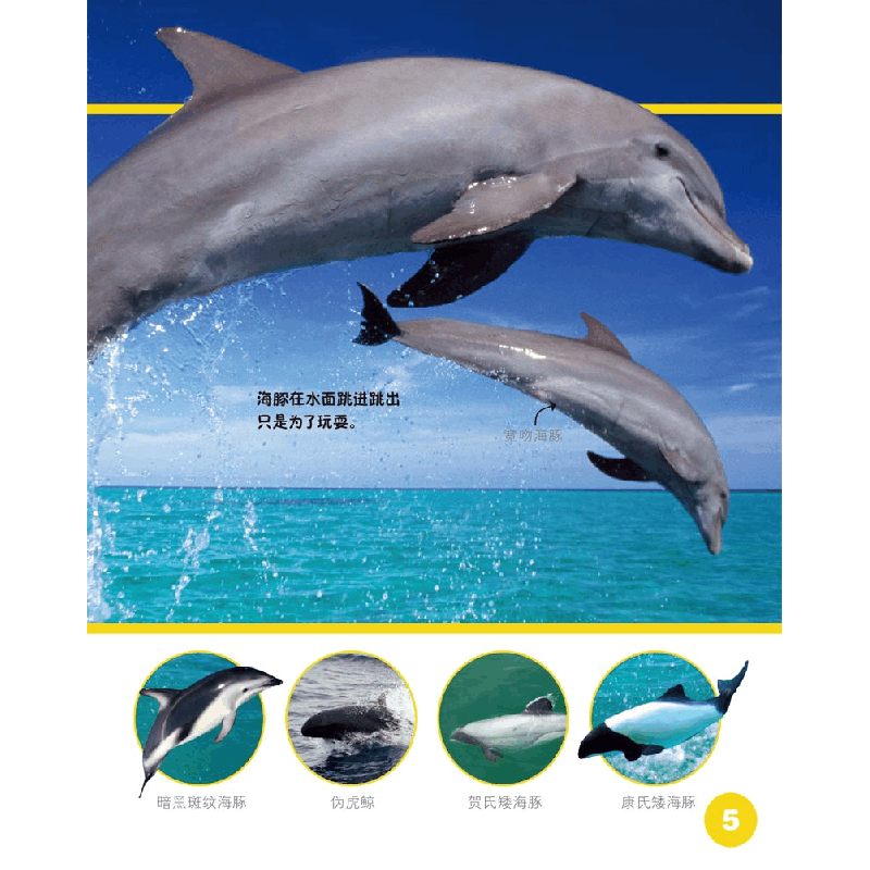 正版新书]海豚(4+)/发现更多佩内洛普·阿隆9787530766583图片
