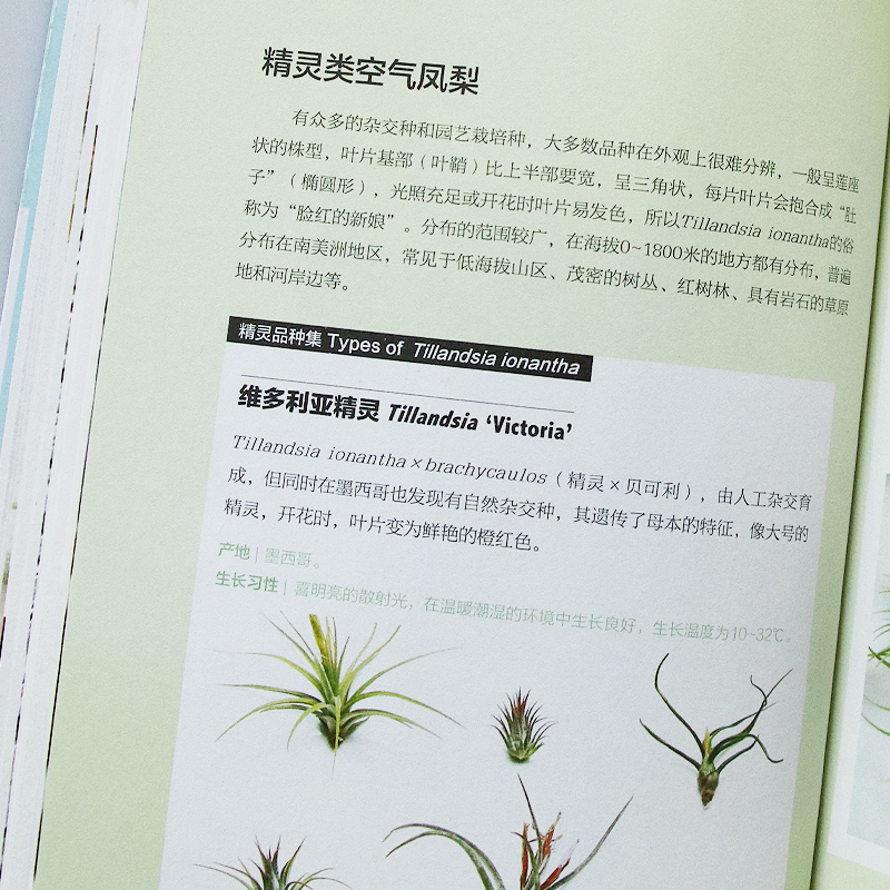 [醉染正版]空气凤梨 无土也可养活的懒人植物 新手居家室内养花盆景家庭养花大全栽培植物技术 空气凤梨栽培造型摆放参考 空高清大图