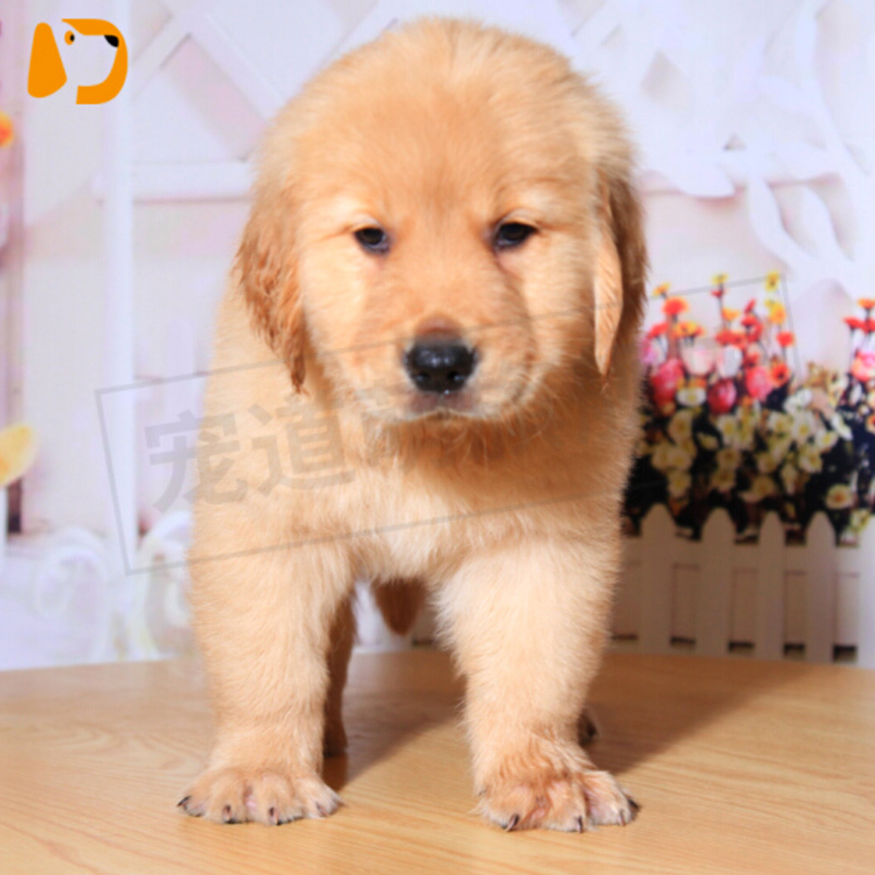 宠太萌 宠物狗活体幼犬 金毛活体 幼犬 金毛犬 全国发货 三个月宠物金毛狗狗 金毛血统ss级 公