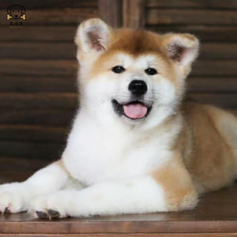 麦比佳 秋田犬幼犬 狗狗活体纯种双血统级大型犬 秋田宠物狗 大骨架赛级高品质日系秋田看家护院忠犬八公狗视频挑选高清大图