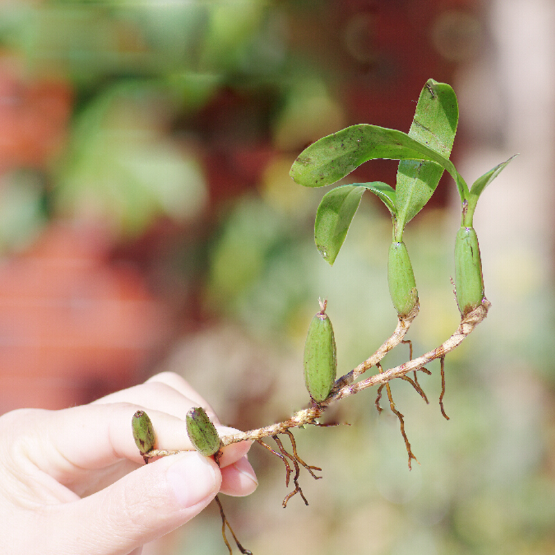 博多客新鲜石橄榄双叶石仙桃果石豆兰500g新鲜石橄榄珠岩豆生鲜新鲜