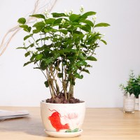 茉莉盆栽绿植花卉盆景客厅办公室内庭院阳台净化空气开花植物茉莉(鱼跃龙盆)含盆