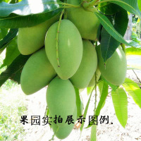 【中华特色】田阳馆 越南玉芒青皮芒果10斤带箱精选大果新鲜水果华南