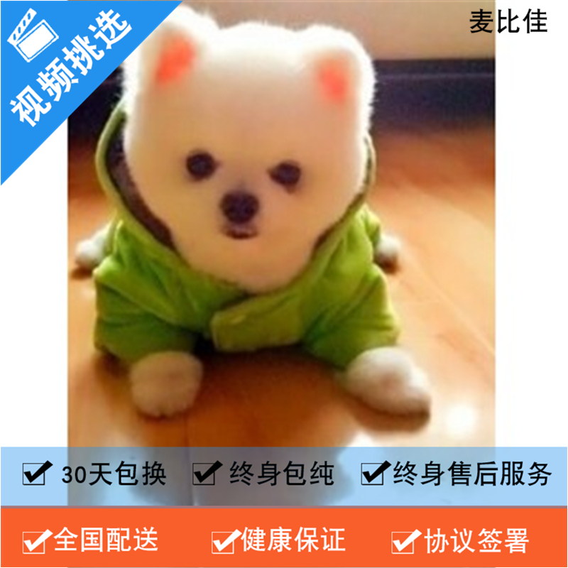 麦比佳 纯种哈多利系球体博美犬幼犬俊介 茶杯博美犬 日系俊杰双血统长不大的茶杯狗白色博美犬 小体博美俊介犬宠物狗狗活体高清大图