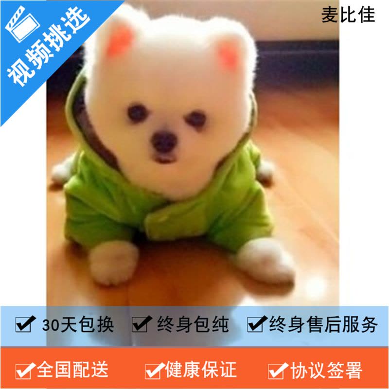 麦比佳 纯种哈多利系球体博美犬幼犬俊介 茶杯博美犬 日系俊杰双血统长不大的茶杯狗白色博美犬 小体博美俊介犬宠物狗狗活体图片