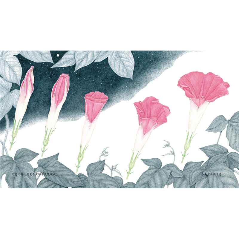 正版新书]牵牛花荒井真纪9787513319485高清大图