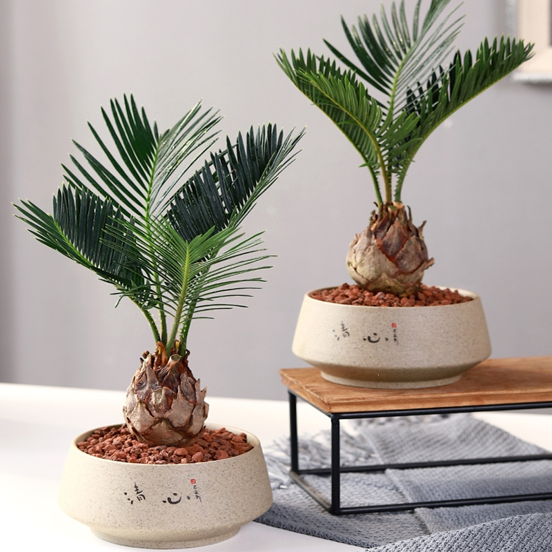 回固铁树盆栽植物室内花卉盆栽易活桌上办公室绿植观赏好养活四季不怕晒的报价 参数 图片 视频 怎么样 问答 苏宁易购