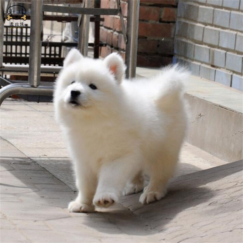 麦比佳 萨摩耶犬幼犬 萨摩耶犬狗狗活体纯种血统中大型雪橇犬萨摩大骨架熊版澳版微笑天使纯白色萨摩耶宠物狗狗高清大图