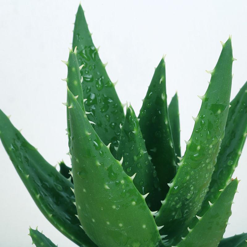 芦荟盆栽办公室绿植室内花卉绿色植物净化空气四季常青芦荟植物