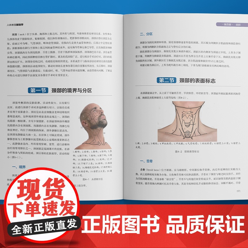 人体表面解剖学 首版融合医学艺术体育的创新型教材 全彩印刷透视图线条图 临床医师针灸师康复治疗师美术教师 广东科技出版社高清大图