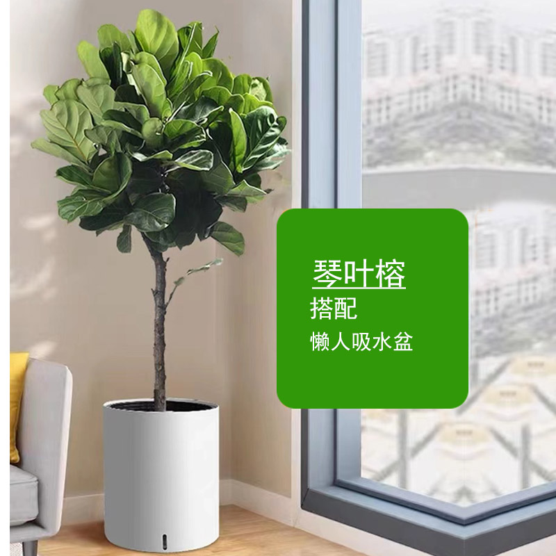 琴叶榕(1.4-1.5M)搭配简约白瓷盆高清大图