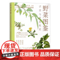野菜图鉴(识别与开发利用) 刘庭付，缪叶旻子，李汉美 编 中国农业出版社978710930443编