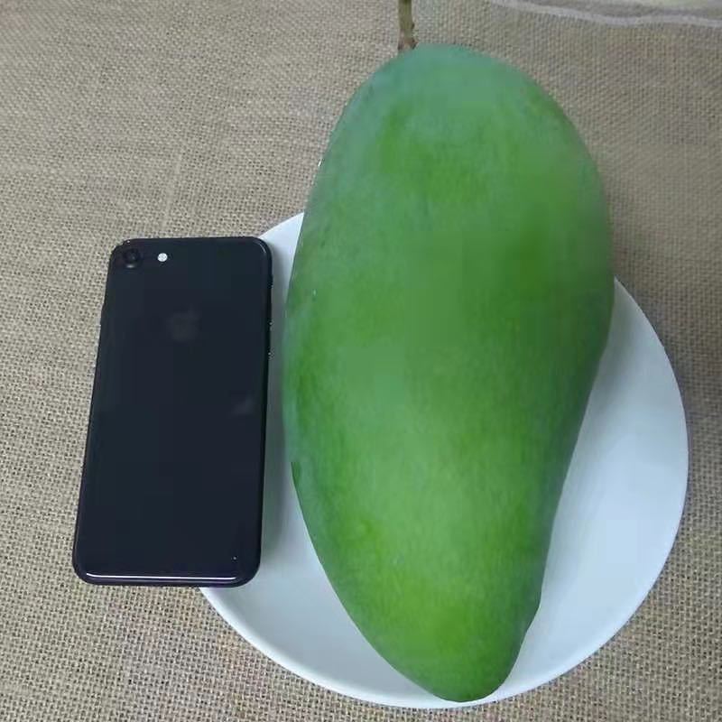 芒果大青芒当季时令新鲜水果青芒果 净重5斤 大果[400g+]
