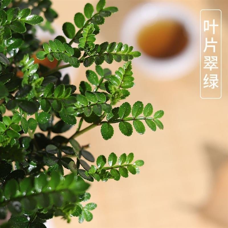 裸盆原土 8年大苗[1盆]送肥料|正宗清香胡椒木盆栽防驱蚊草植物好养室内花卉绿植九里香树苗盆景