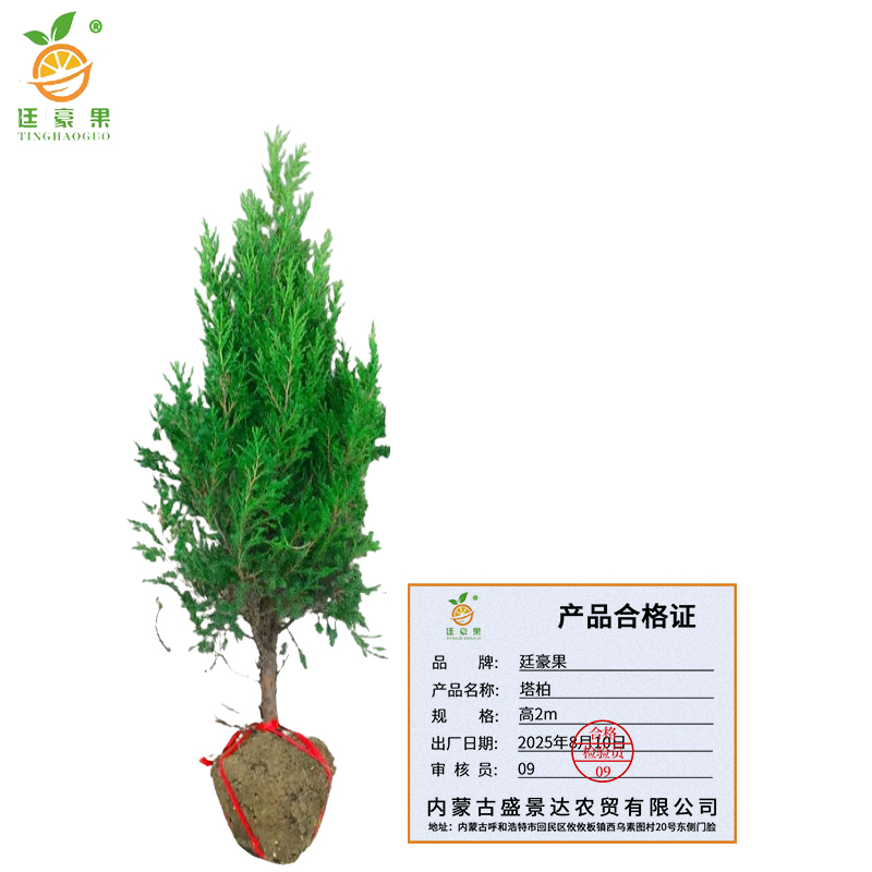 廷豪果 塔柏 高2m /棵高清大图