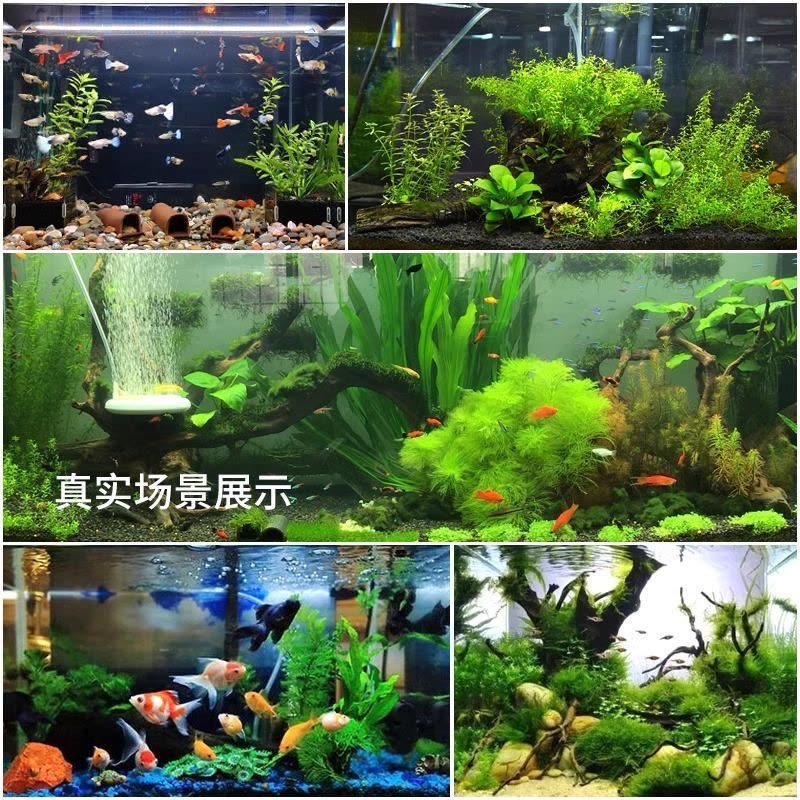绿菊水草植物鱼缸造景真草水草缸净化造氧懒人套餐阴性蜈蚣草定植图片