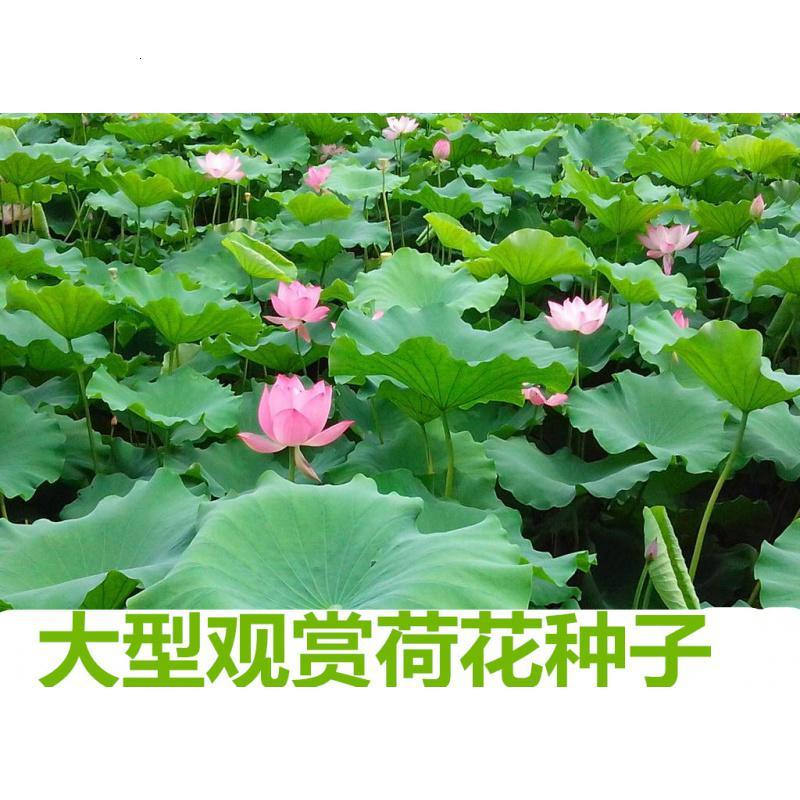 大型荷花种子 观赏荷花碗莲花籽 池塘专用莲藕种种籽