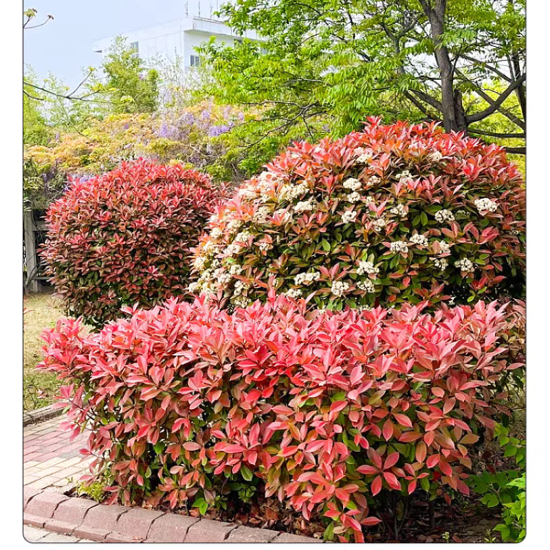 诚智旺 红叶石楠球 冠幅80cm /棵高清大图