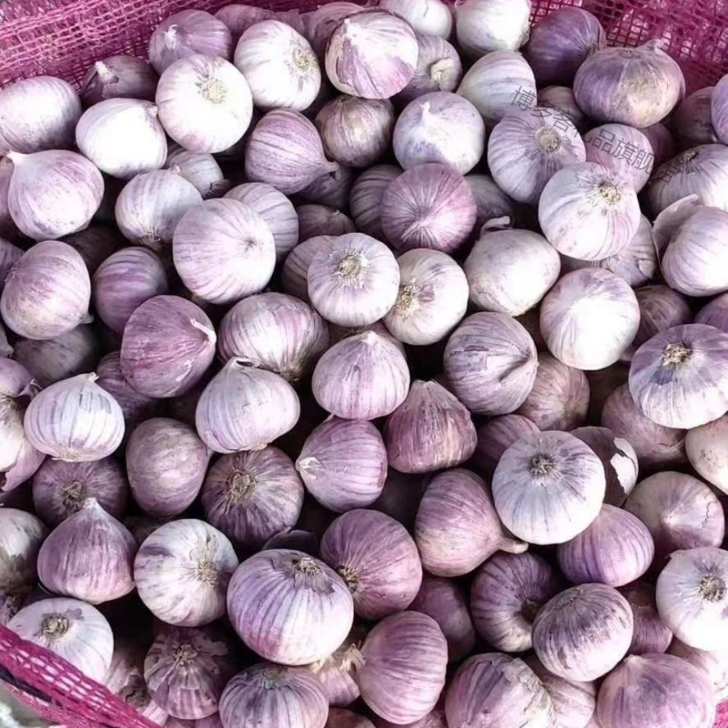 湛航大理农家紫皮蒜独头蒜紫皮独蒜头大蒜头干蒜紫皮大蒜香蒜带箱批发