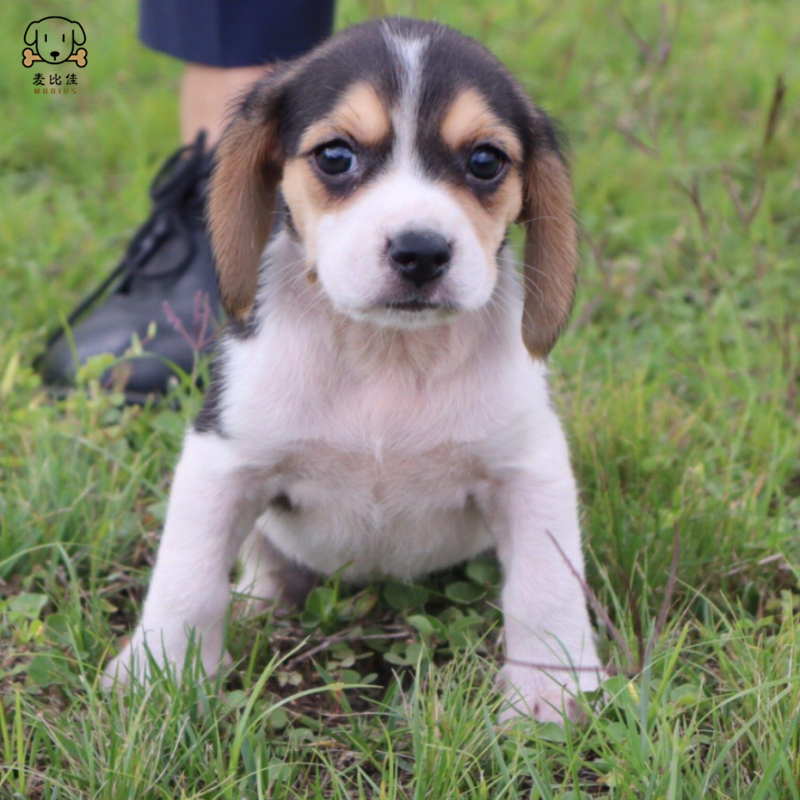 比格犬幼犬宠物狗比格犬狗狗活体纯种双血统短毛猎兔犬比格鲁中小型高智商家庭犬比格打猎狗视频挑选包健康高清大图