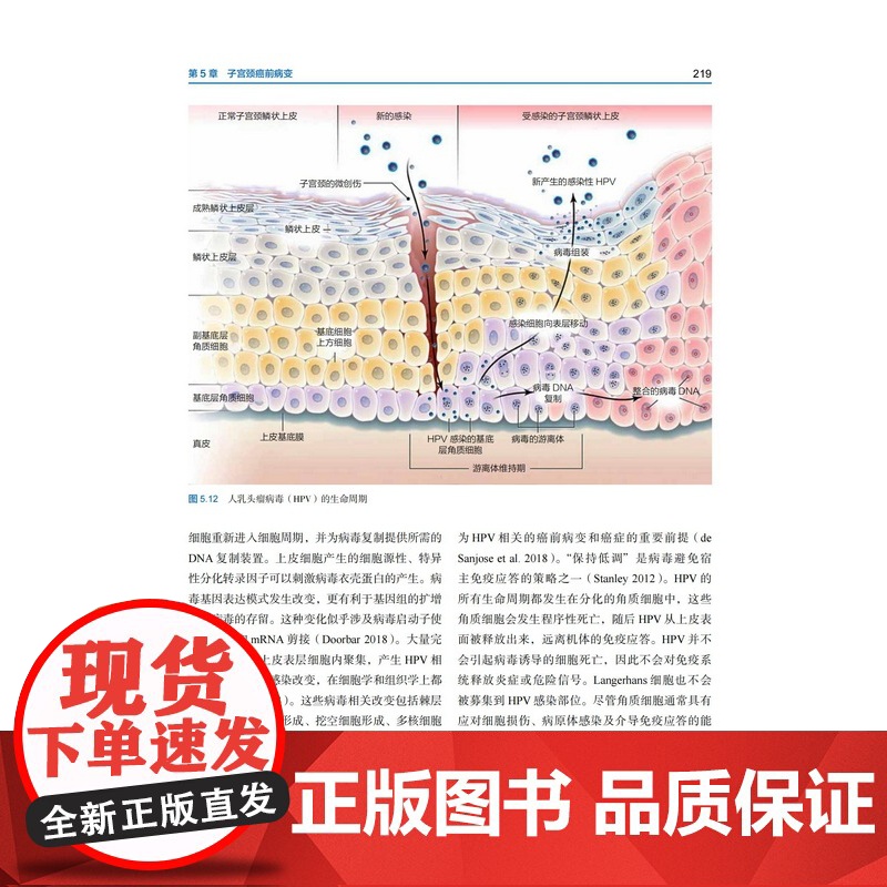 Blaustein女性生殖道病理学 第7版 妇科病理 医学教材 妇科书 教科书 北京科学技术高清大图