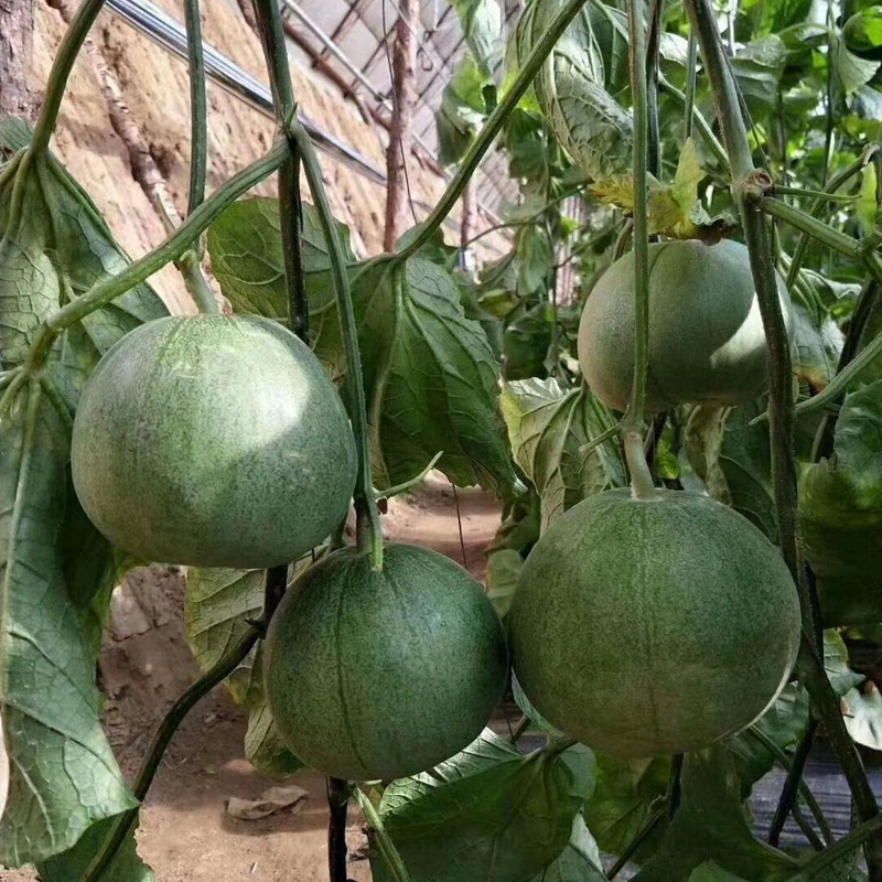 [苏鲜生]新鲜绿宝甜瓜 净重4.5斤高清大图