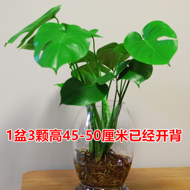 古达龟背竹植物大盆栽摆件卧室室内客厅仙洞龟水培绿植