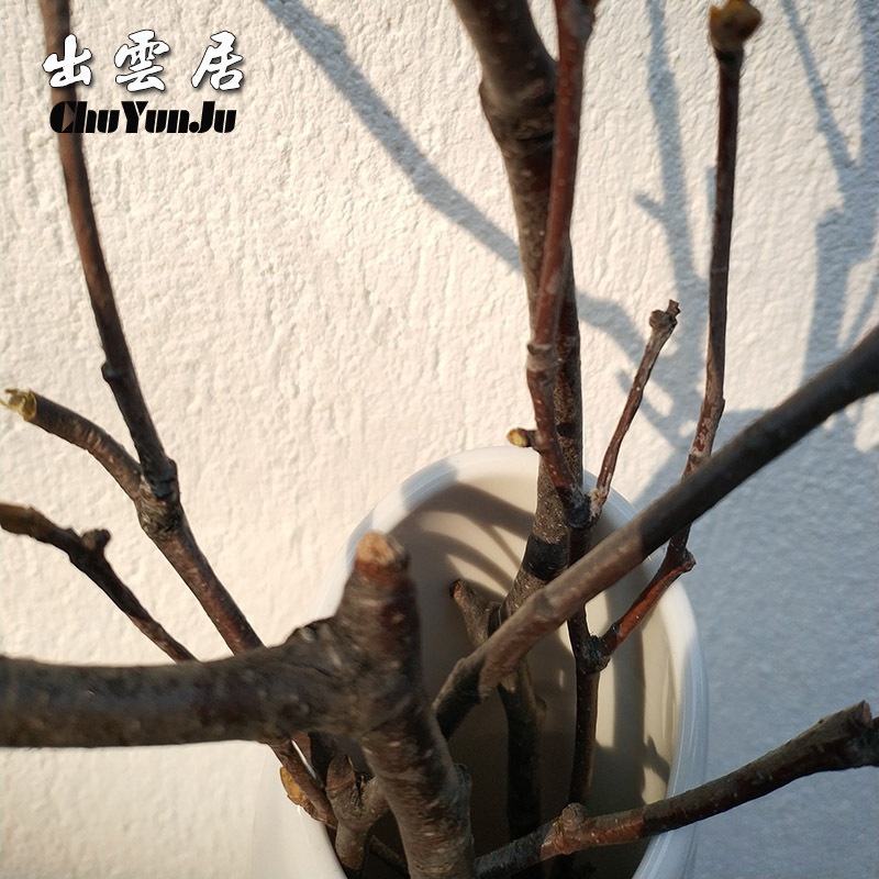 棉花 1束10根 干树枝 天然白桦树分枝手工干枝插干树枝装饰干花花束造型小花瓶客厅摆件