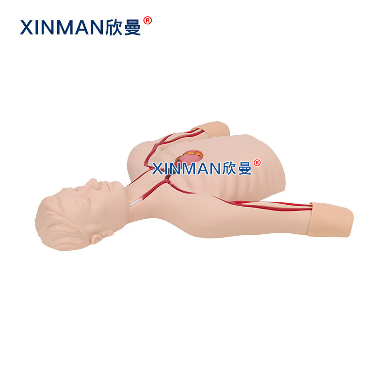 欣曼科教 PICC线介入操作训练模型 深静脉穿刺置管模型XM-L68A高清大图