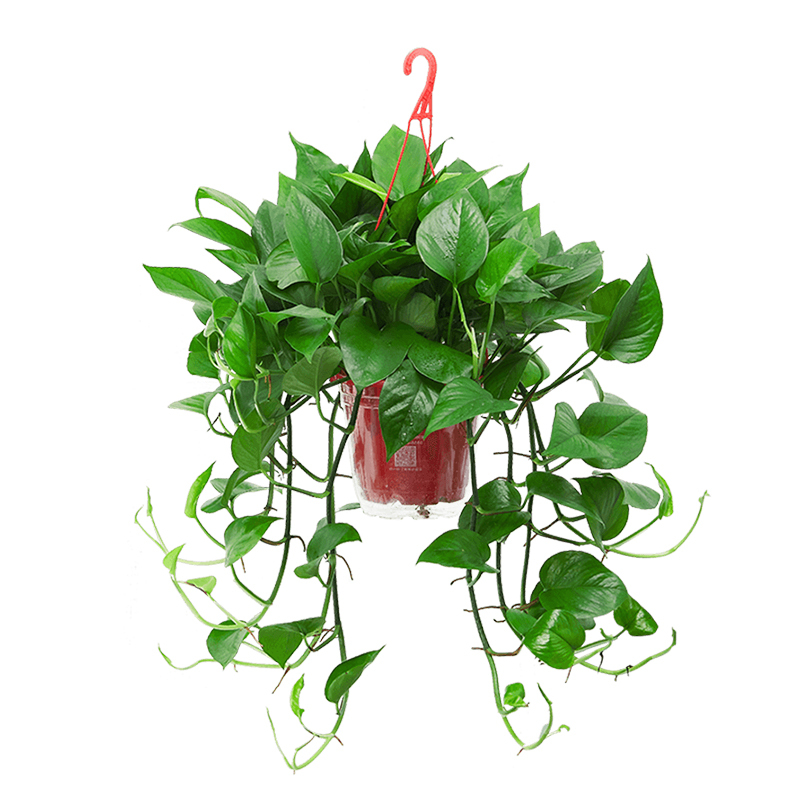 绿萝花卉盆栽时尚家居室内客厅大盆绿箩长藤吊兰植物-180青叶长款(不