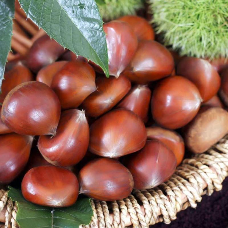 板栗新鲜 生栗子板栗批发 蔬菜