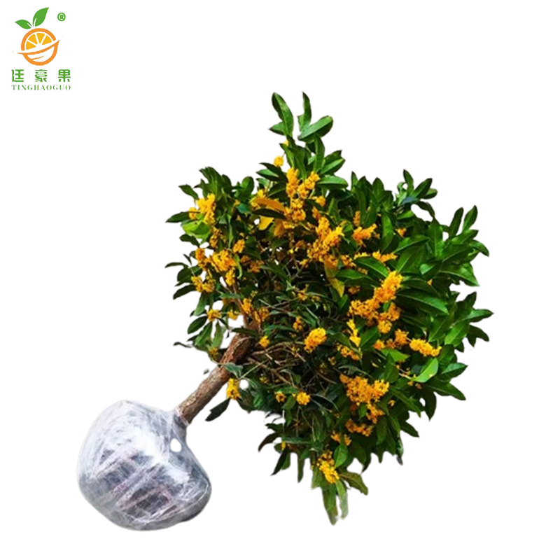 廷豪果 四季桂苗 80cm高 /棵高清大图