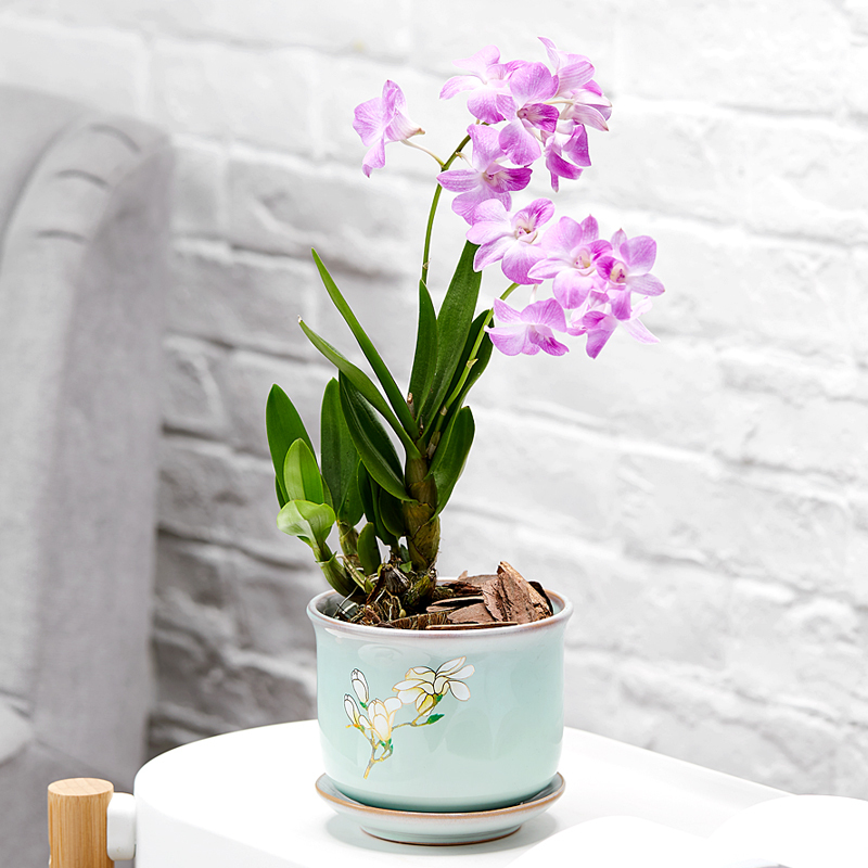 古达石斛兰花卉观花植物室内花绿植花卉盆栽阳台植物石斛兰盆栽带花青瓷花盆 石斛兰 颜色随机带盆栽好报价 参数 图片 视频 怎么样 问答 苏宁易购