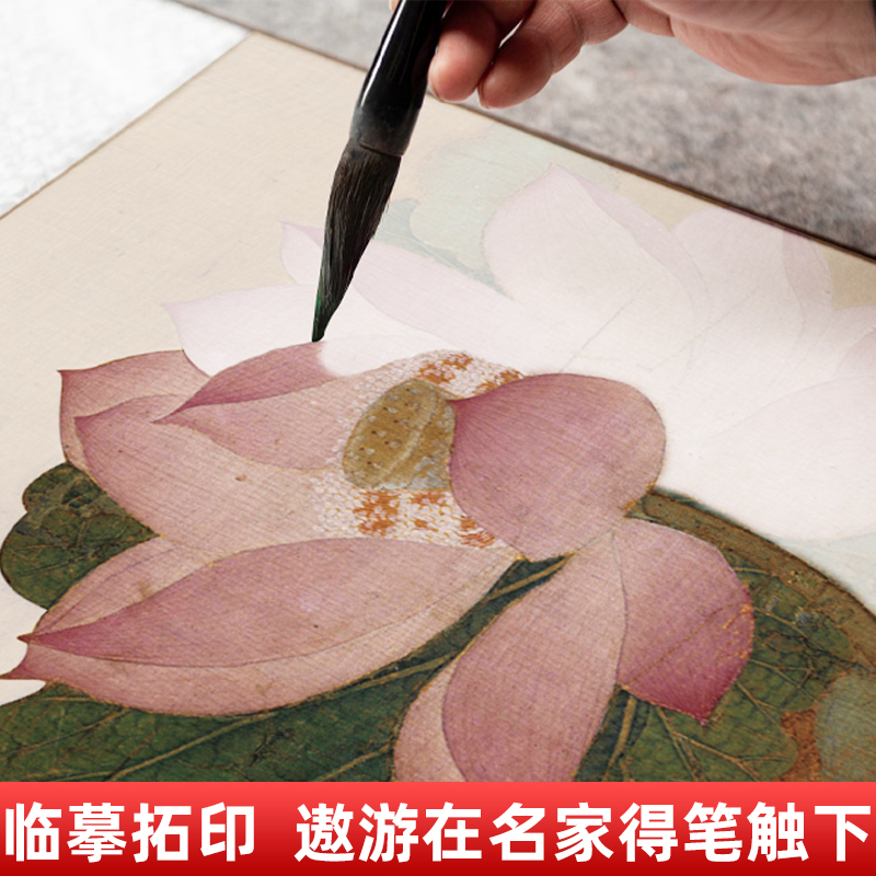 宋清花鸟高清彩图-60幅 [正版]中国画白描描摹本 工笔画白描底稿临摹画册 山水花鸟国画白描线稿 勾线笔控笔 描红拓印